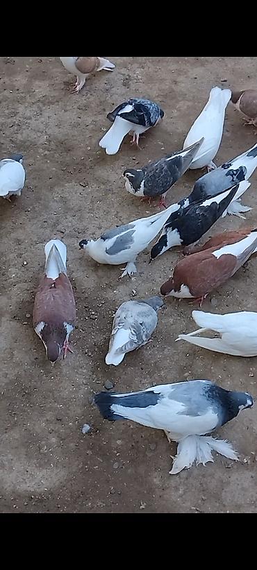 at satisi qiymetleri: 12 eded delfin 5 eded dekarativ cemi 17 eded cut cut 30 manat topasn — 10