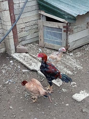ördək balası haqqında məlumat: Toyuq, Yumurtalıq — 3