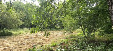 Torpaq sahələrinin satışı: 12 sot, Mülkiyyətçi, Kupça (Çıxarış) — 5