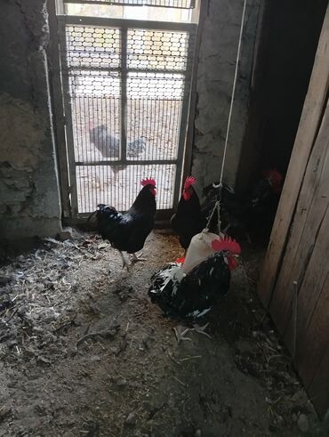 объявления о найденных животных: Продаю петухов астралорп черно пестрый. 6.5 месяцев