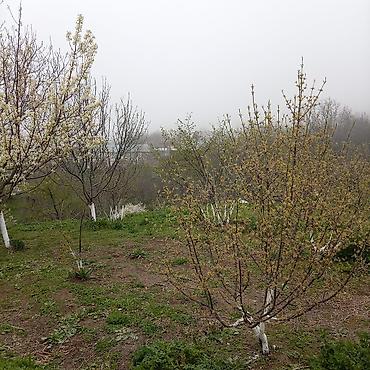 Torpaq sahələrinin satışı: Kənd təsərrüfatı — 21