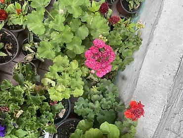 пеларгония: Пеларгония (герань) в горшках — декоративные кустики с шаровидными — 5