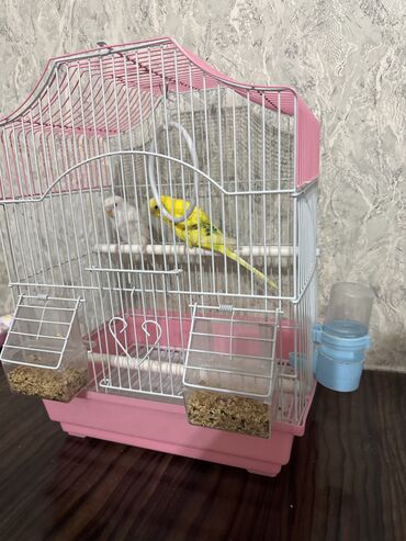 приюты для кошек бишкек: Продаю с клеткой волнистых попугаев самовывоз