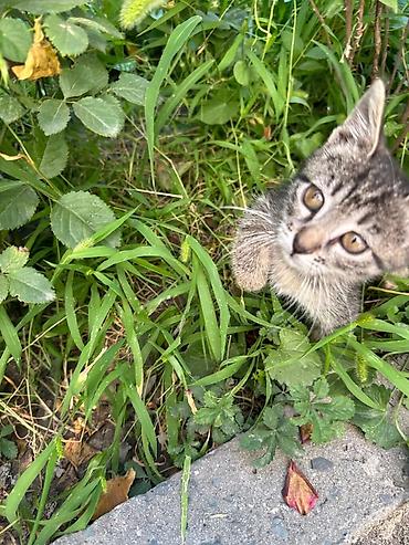 Үй жаныбарлары: Котёнок мальчик, 1,5 месяца лоток на пять полосатый тигрёнок (окрас — 7