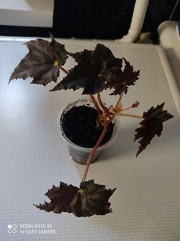 Другой декор и предметы интерьера: Распродажа алоэ и другие цветы по 100 сом — 12