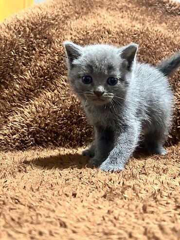 Pişiklər: Britan — 12