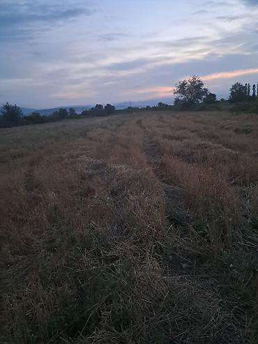 torpaq pirşağı: 64 sot, Kənd təsərrüfatı, Kupça (Çıxarış) — 3