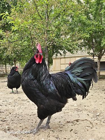 avstrolop cuceleri: Toyuq cücələri, Damazlıq — 3
