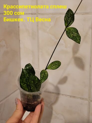 гречишный мед: Хойи в ассортименте Цена и название на фото Некоторые сорта