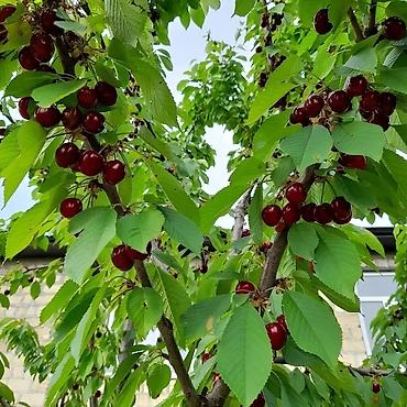 Ağaclar: Qusarin kendi gedezeyxur 10 km araligda gozel ponramali yerdi tecili — 4