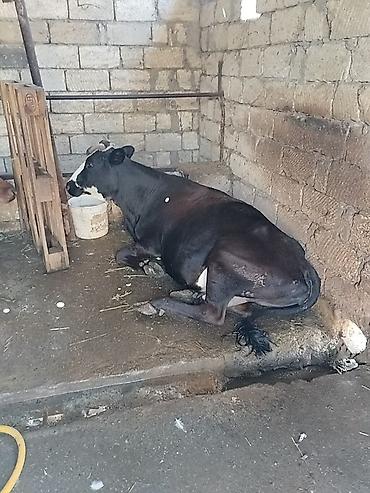 Salam aleykum qapısına sakit sağlam heyvan istəyən buyurub gelsin lalafo.az -da Salam aleykum qapısına sakit sağlam heyvan istəyən buyurub gelsin