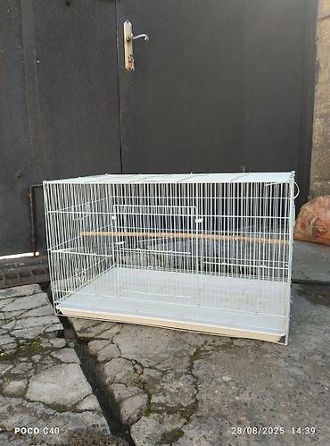 Tutuquşları: Quslar 15-30-45-50 aznNimfa (Cockatiel) və dalğalı tutuquşu – quşlar — 4