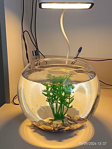 🐠 Мини-аквариум-чаша 3 л для детей Продаю красивый мини-аквариум-чашу