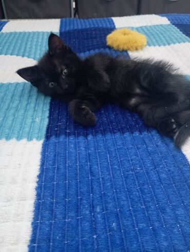отдам даром вислоухого котенка: Кошка даром: Беспородная, 2 месяца, Мальчик, Приучена к лотку