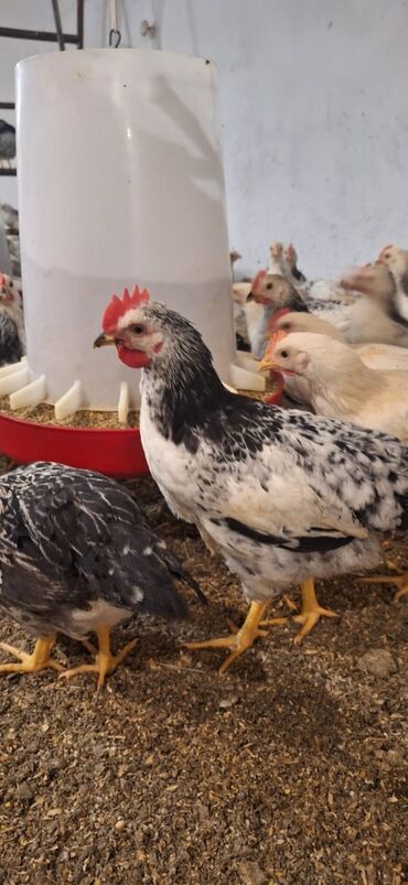 mayalı yumurta satışı: Курица, Для яиц, Самовывоз, Платная доставка