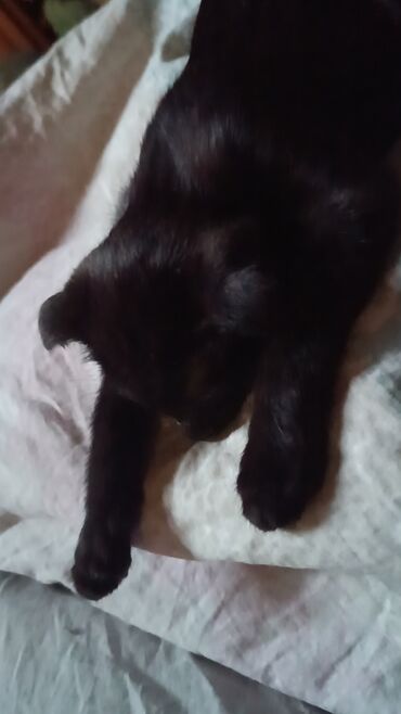 Отдам даром кошку: Кошка даром: Скотиш Фолд (Шотландская вислоухая), 4 месяца, Девочка, Приучена к лотку — 10