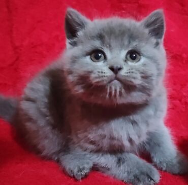 Кошки: Продаются чистокровные шотландские котятаскотиш -страйт,голубого
