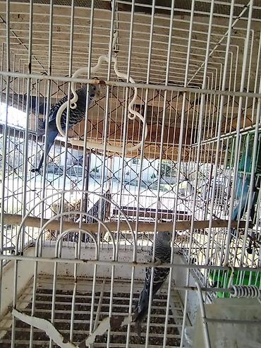 qus ucun qəfəs: 13 dənə məhəbbət quşu satılır. 2 nə böyük erkək dişi, 11 dənəsi 4,5 — 2