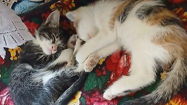 отдам животных в хорошие руки: Котята домашние, разного окраса: - Тигровый серо-коричневый котёнок с — 2