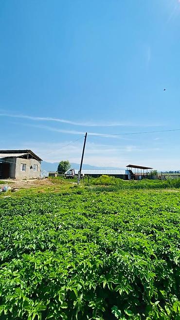Продажа сельхоз предприятий: Продаётся действующая фермерская база/скотный двор. - Просторные — 9