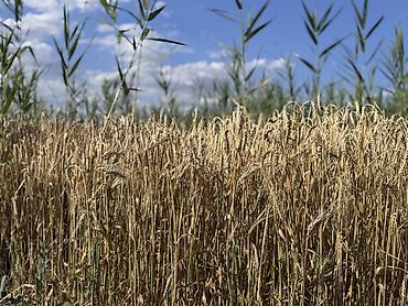 конок стол: Арпа сатылат, сорт космос, уруктука биринчи репродукция, сугарылган — 6