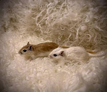 Хомяки: Продаются хомячки джунгарские, сирийские, ангорские пушистые хомячки — 16