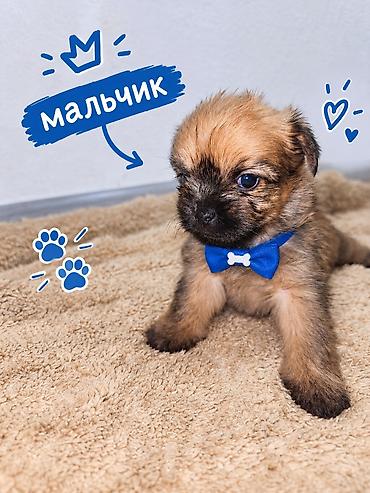 ягдтерьер щенки: ПРОДАЮТСЯ МИЛЫЕ ЩЕНЯТА! ❤️🐶 Ищем для наших малышей самых добрых и — 3