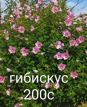 Другие виды семян и саженцев: Продаю все саженцы которые вы видите на фото, также есть мята — 14