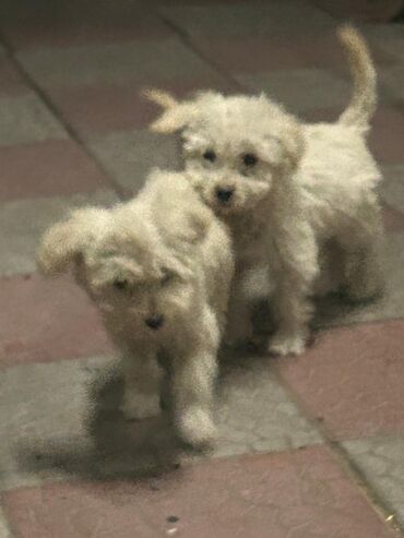 Продажа собак: 3 месяца, Самец — 6