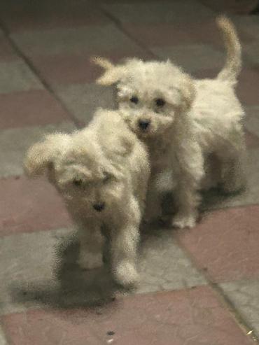 Продажа собак: 3 месяца, Самка — 3