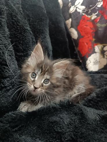 Продажа кошек: Мейн-кун, 1 месяц, Девочка — 10