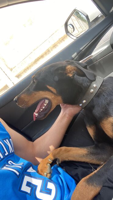 doberman balaları: Doberman, 6 ay, Erkek, Peyvəndli, Ünvandan götürmə