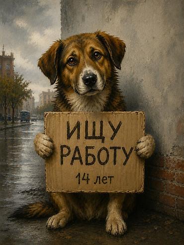 електирик авто: Ищу подработку на лето могу работать с 9:00-10-00 утра до 00 вечера — 1