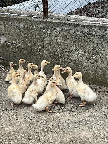 ördək balası və cücə: 1 aylıq Kuban ördək balası satilir Broyler yemi ile beslenib Lənkəran — 3