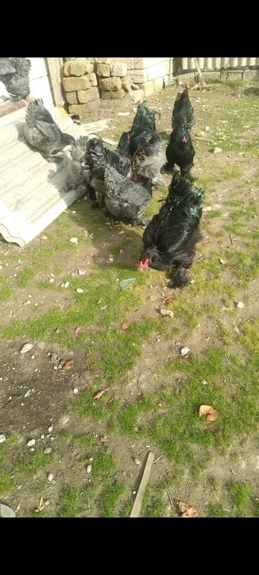 Cücələr: Toyuq cücələri, Damazlıq — 12