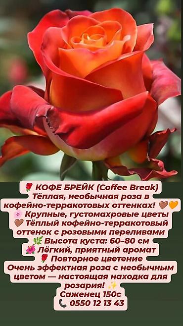 Прожекторлор: Кустовые розы в наличии. Отправляю саженцы по Кыргызстану. Цена на — 7