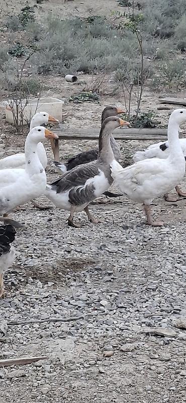Məhsul: Qazlar (yerli təsərrüfatdan) Təsvir:boyukler 35,kicikler lalafo.az -da Məhsul: Qazlar (yerli təsərrüfatdan) Təsvir:boyukler 35,kicikler