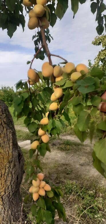 Meyvə və giləmeyvə: Məhsul: Ərik bağı – yetişmiş ərik meyvələri Təsvir: - Şəkillərdə — 3