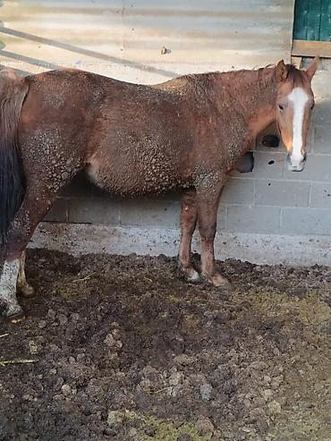 Лошади, кони: Продаю | Кобыла (самка) | Для разведения — 9