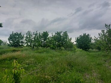 Ağaclar: 2 hektar 79 sot Məhsul: Gilas bağı Xaçmaz Rahimoba yolunda Asvaltdan — 8