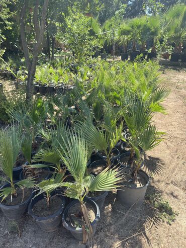 Ağaclar: Vaşinkton palmasi (qiymət 5 - 10 manat ) (500-550 dənə var ) Böyuk -da lalafo.az — 4 Ağaclar: Vaşinkton palmasi (qiymət 5 - 10 manat ) (500-550 dənə var ) Böyuk — 4