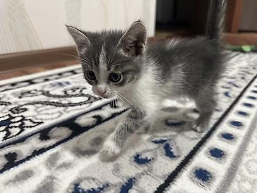 рысь кошка: Котёнок, серо-белый тигровый окрас - Пол: девочка - Возраст: выглядит — 1