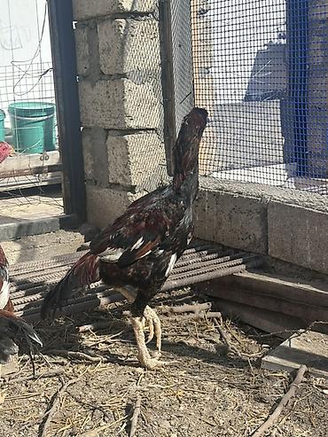 Xoruzlar: Xoruz, il: <1 — 4