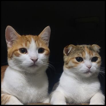 кошки в баку: Продаются кошки брат с сестрой веслоухая маленькая девочка и