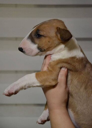 Psi: Bulterijer vrhunski štenci Odgajivačnica Maskking predstavlja vrhunske — 4