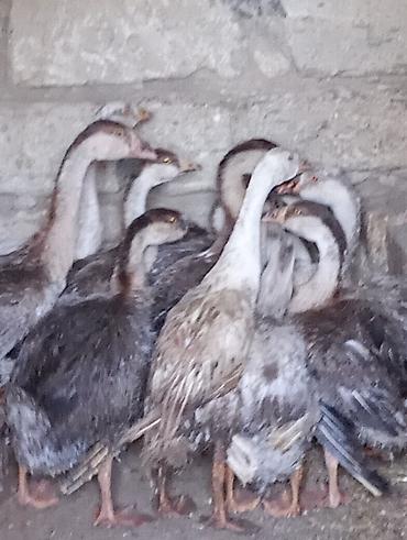 rakuşka satışı: Erkək, | Linda, Damazlıq, Ünvandan götürmə — 7