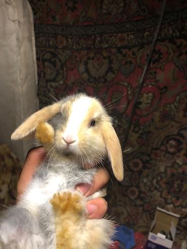 ev dovşan: Ev heyvanı – karlik dovşan balaları 1ay 15gunlukdur. Evde saxlamali — 5
