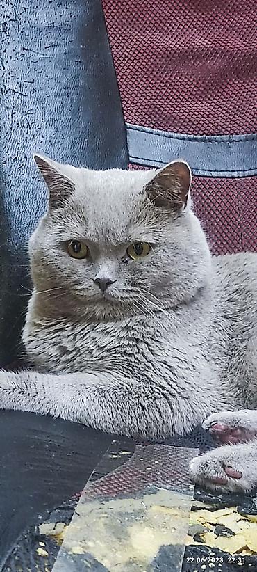black cat: Вязка. Кот британец породистый с родословной .Чистый. Привитый — 2