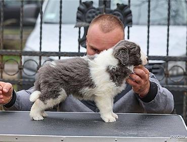 Psi: Na prodaju 4 šteneta Border Collie, iz dva različita legla. Jedno — 9