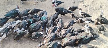 Ördəklər: Muscovy (barbar) ördəkləri – iri sürü - Rənglər: qara-yaşıl — 2